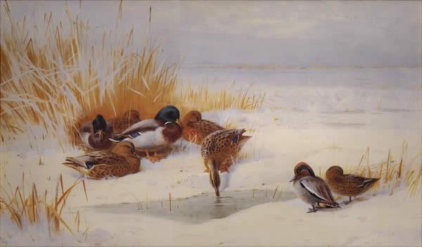 Archibald Thorburn Mallard and Teal